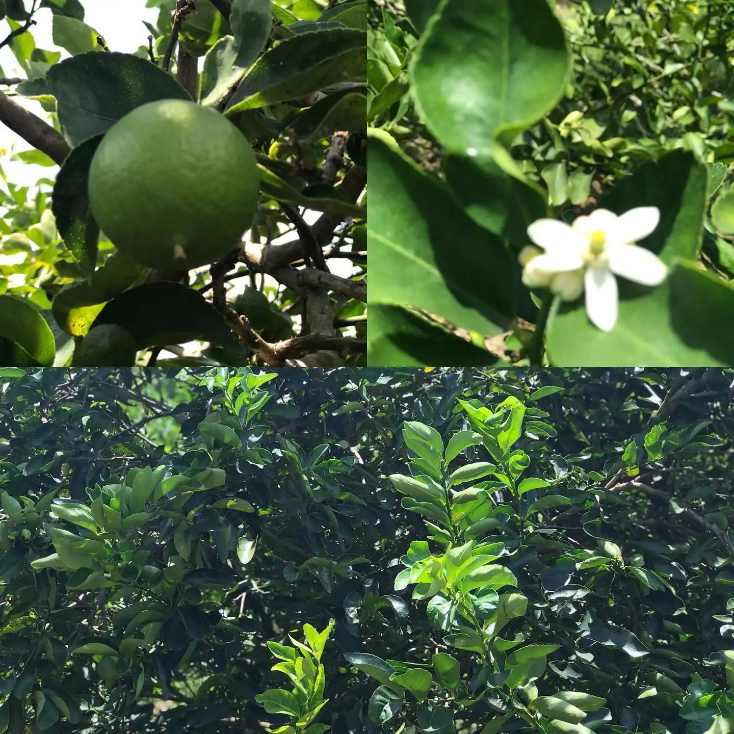 Proyecto de reforestación en campos colombianos