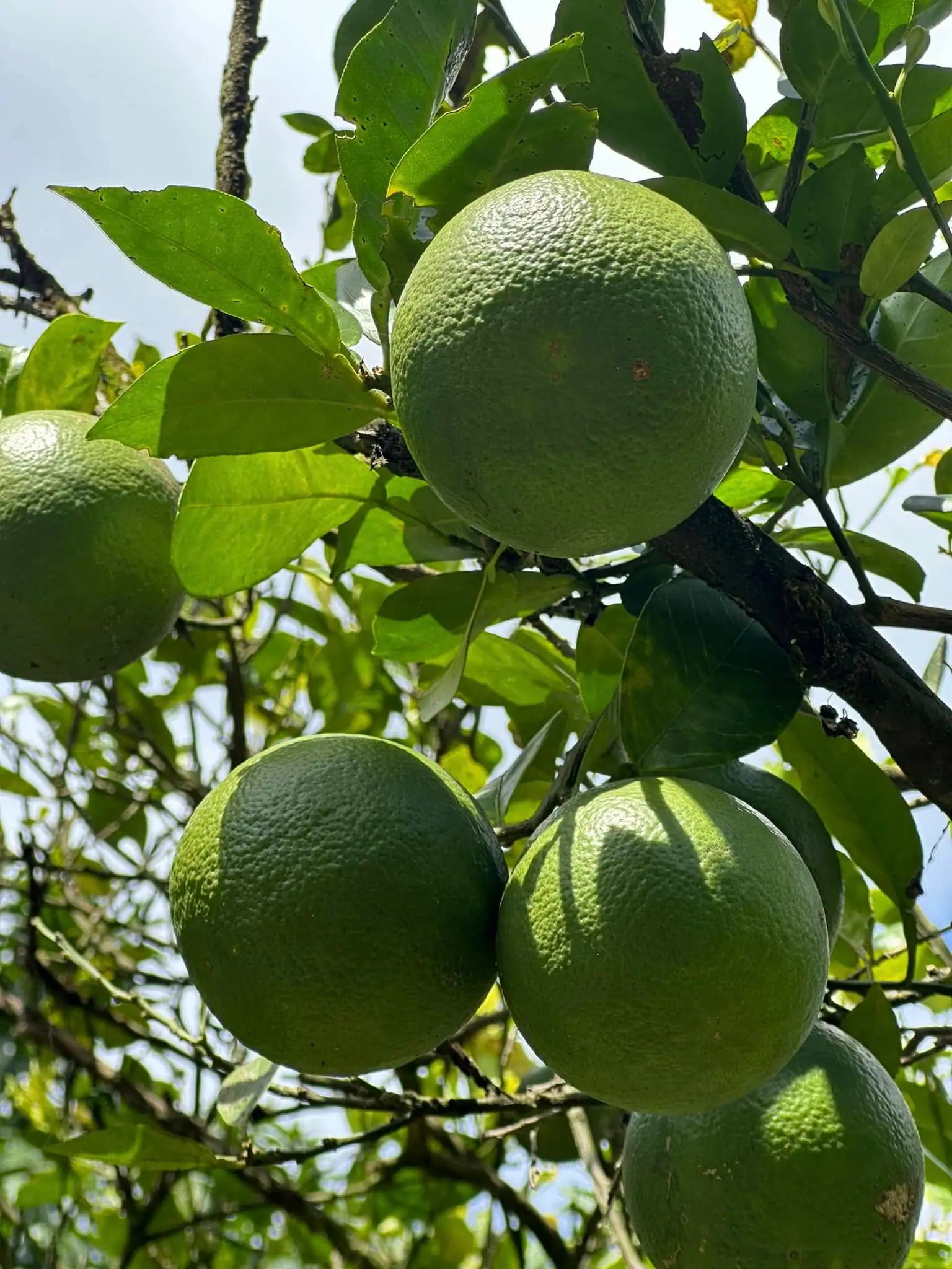 Detalle de plantación