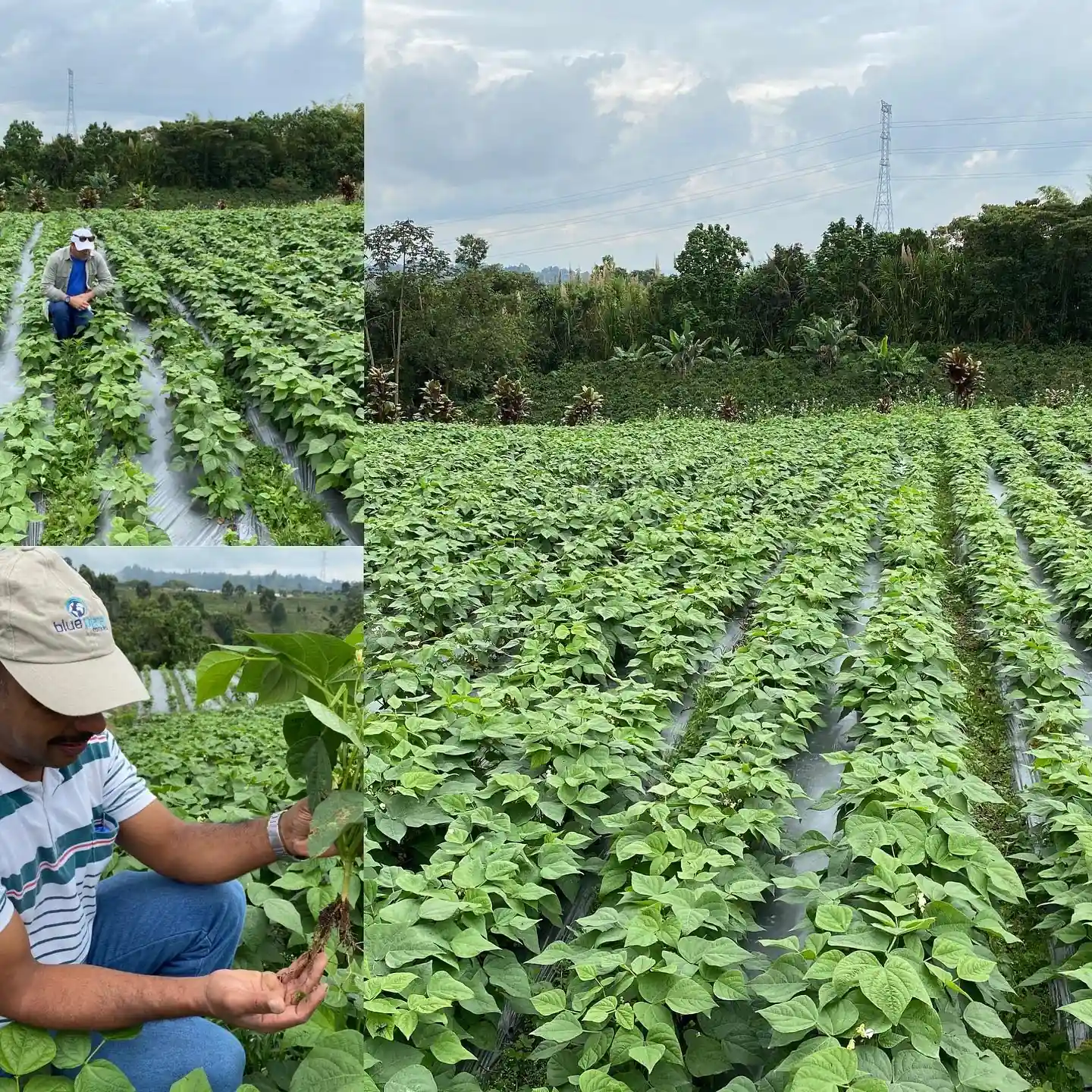 Paisaje agrícola sostenible representando la visión de BioSoluciones